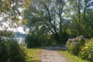 Pathway in Forrest